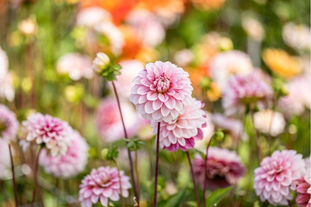 Dahlia 'Strawberry Cream'